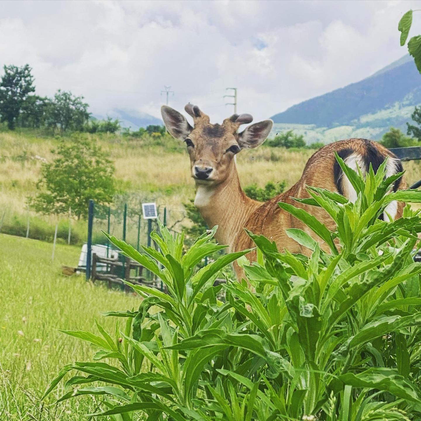 Tenuta Del Daino Alvito Luaran gambar